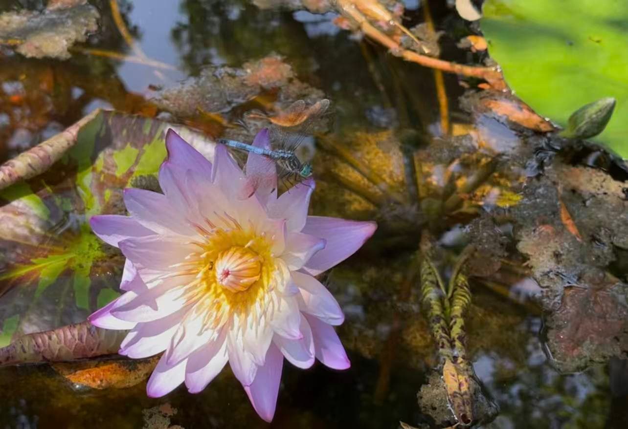 spring flower